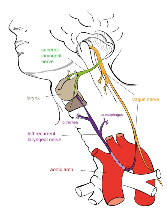 The Vagnus Nerve